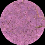 Thailand Banana Paper Purple